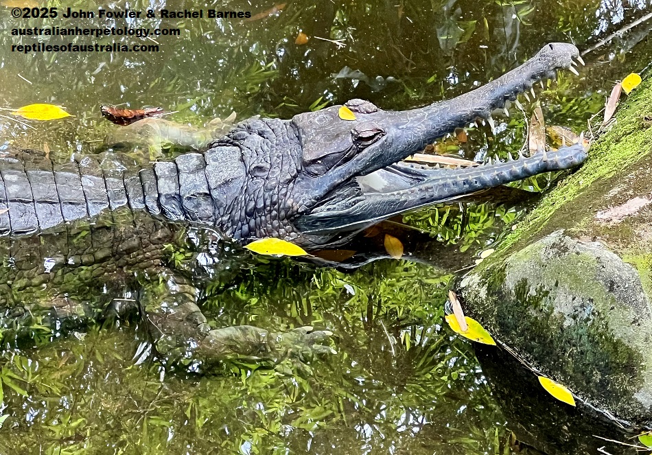 Malaysian (Malayan) Gharial or False Gharial Tomistoma schlegelii photographed at the National Zoo of Malaysia (Zoo Negara)